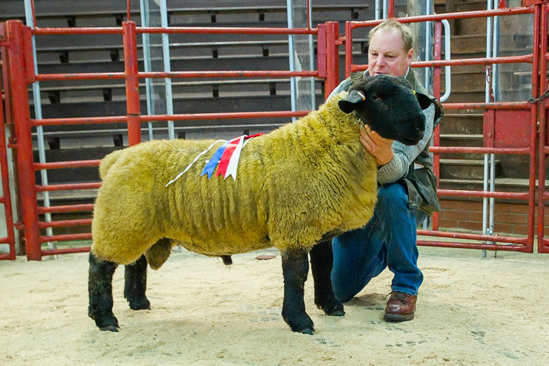 Champion Suffolk Ram Lamb